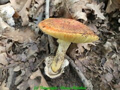 Amanita caesarea