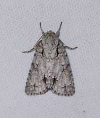 Acronicta laetifica