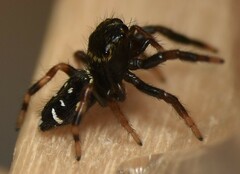 Paraphidippus