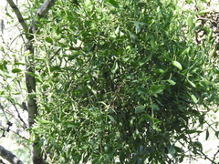 Phoradendron leucarpum