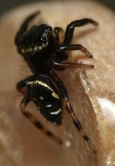 Paraphidippus