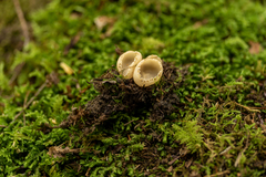 Tarzetta cupularis