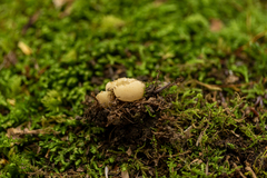 Tarzetta cupularis
