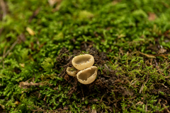 Tarzetta cupularis