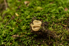 Tarzetta cupularis