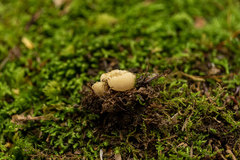 Tarzetta cupularis