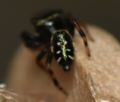 Paraphidippus