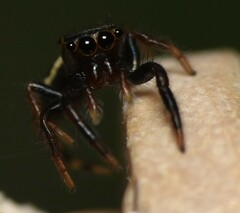 Paraphidippus