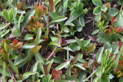 Penstemon procerus tolmiei