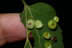 Pachypsylla celtidisasterisca