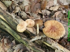 Collybiopsis peronata