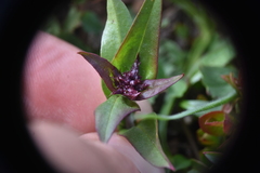 Penstemon procerus tolmiei