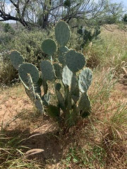 Opuntia orbiculata