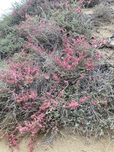 Nitrosalsola vermiculata image