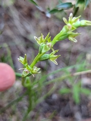 Prasophyllum fecundum