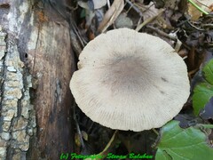 Coprinopsis melanthina