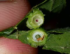 Pachypsylla celtidisasterisca