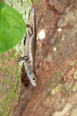 Emoia nigra
