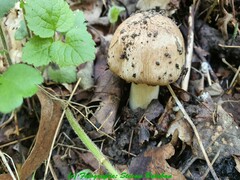 Agaricus sylvaticus