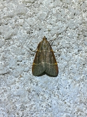 Hypsopygia glaucinalis