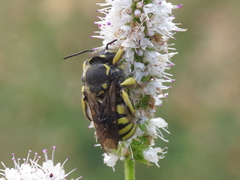 Anthidium florentinum