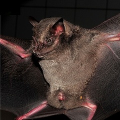 Ecuadorian Fruit-Eating Bat photo 2