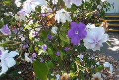 Brunfelsia