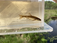 Notropis heterolepis