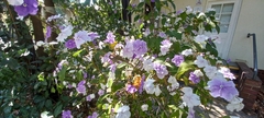 Brunfelsia