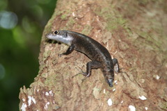 Emoia nigra