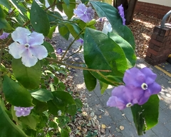 Brunfelsia