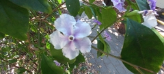 Brunfelsia