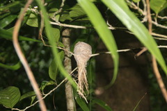 Rhipidura rennelliana