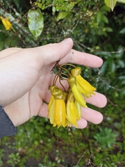 Sophora