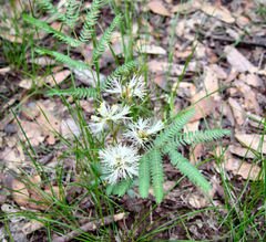 Calliandra humilis
