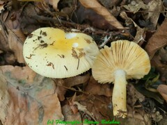 Russula solaris