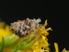 Ceraeochrysa lineaticornis