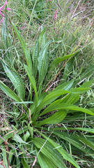 Plantago lanceolata