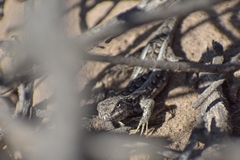 Liolaemus wiegmannii