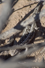 Liolaemus wiegmannii