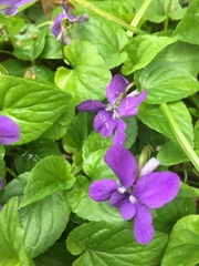 Viola reichenbachiana