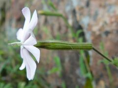 Silene undulata