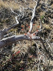 Eriogonum umbellatum
