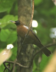 Clytorhynchus hamlini