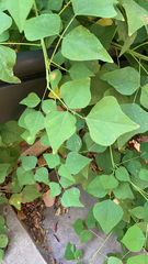 Erythrina herbacea