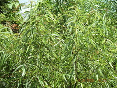 Salix caroliniana