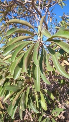Vochysia rufa