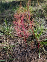 Dysphania graveolens