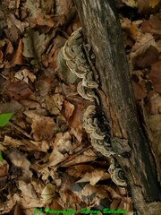 Auricularia mesenterica