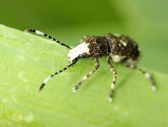 Platystomos albinus